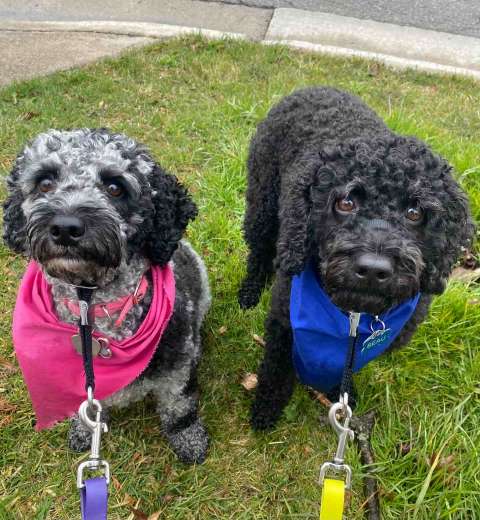 A cute pair of dogs sitting on grass in Stoney Creek,