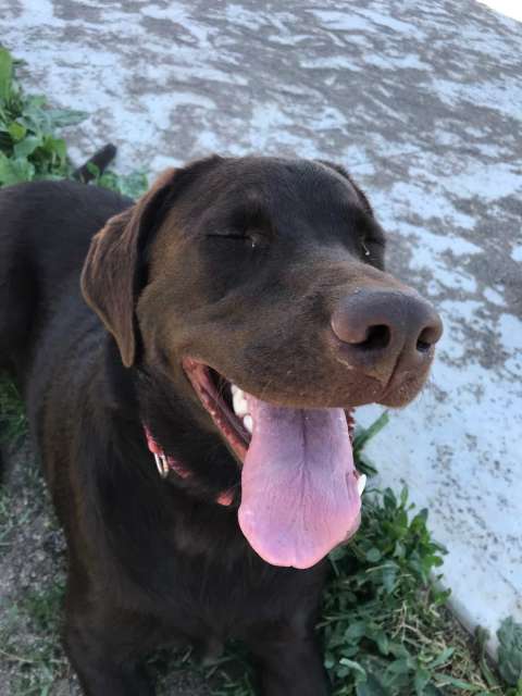 Chocolate Labrador walking in Stoney Creek.