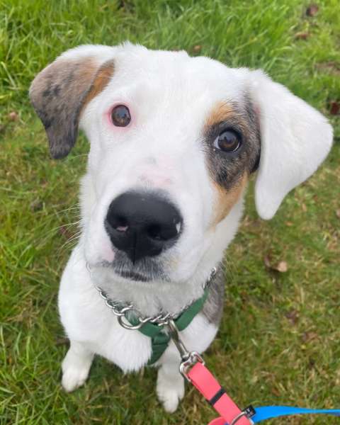 A cute white dog on a walk in Stoney Creek.