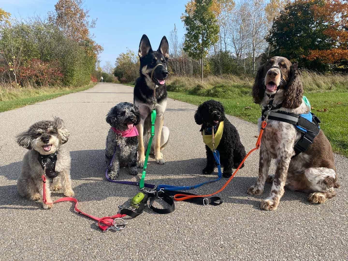 Dogs out for a walk on a path in Stoney Creek, Ontario.