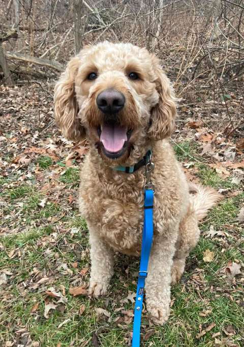 A dog out for a walk in a forest in Stoney Creek.