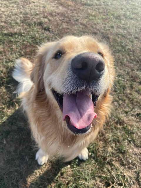 Walking a Golden Retriever in Stoney Creek.