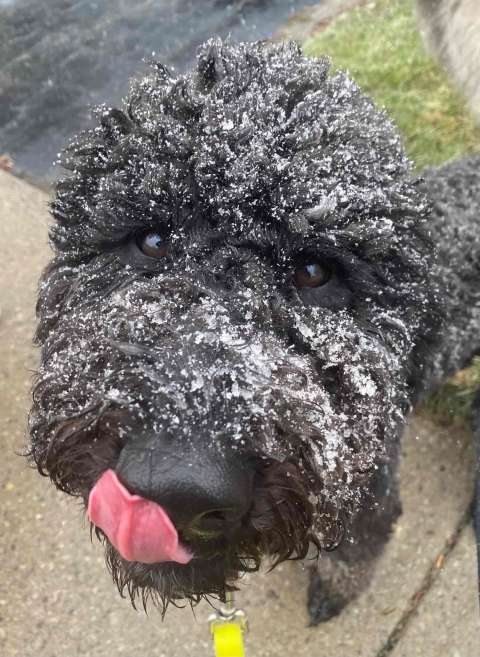 Dog in Stoney Creek with snow on its nose.